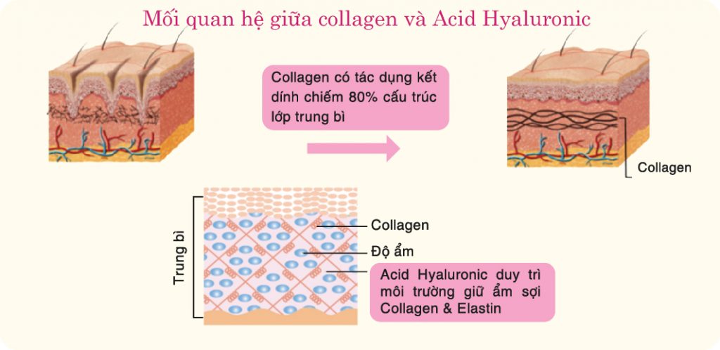 collagen-acid-hyaluronic