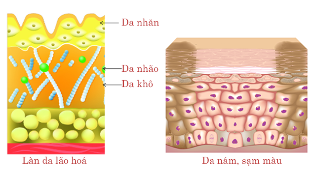 Cấu trúc của làn da - Waki Pharma Vietnam
