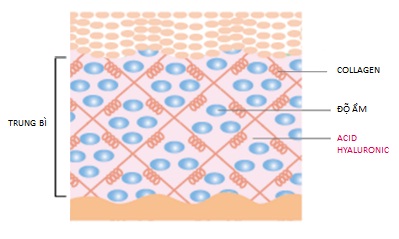 Cấu trúc của làn da - Waki Pharma Vietnam